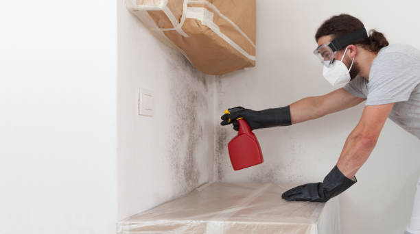 Professional Attic Mold Removal technician working in Stony Brook, NY